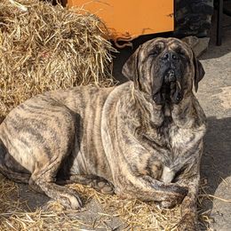 Cheetah - Mastiff