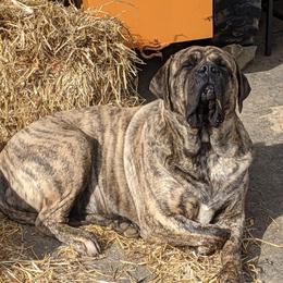 Cheetah - Mastiff