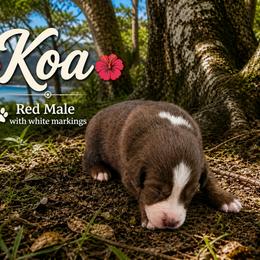 Australian Shepherd Puppies from Aussomely Yours, Australian Shephers