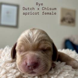 Girl 4 - Apricot female Australian Labradoodle puppy in Chuluota, Florida from Delano Australian Labradoodles