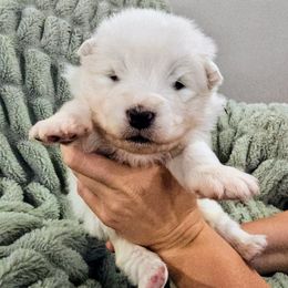 Rocket - White male Samoyed puppy in Downey, Idaho from Seven Diamond Samoyeds