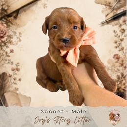Sonnet - Red  male Goldendoodle puppy in Norcross, Georgia from Teddy Puppies
