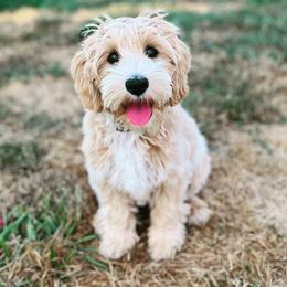 Australian Labradoodle Puppies from Fancy Pants Labradoodles