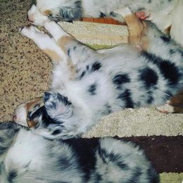 Australian Shepherd Puppies from Diamond Aussies N the Rough