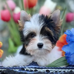Girl 1 - Black tan and white female Biewer Terrier puppy in Lathrop, California from Forever Charmed