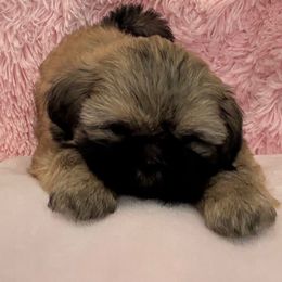 Girl 1 Gold Black Mask - Gold female Shih Tzu puppy in North Port, Florida from Marlene Kenney's Shih Tzus