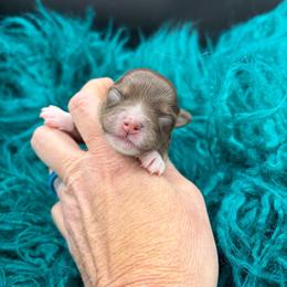 Freddie - Chocolate and tan male Chihuahua puppy in Franklin, North Carolina from A&J Cutie Pawtooties