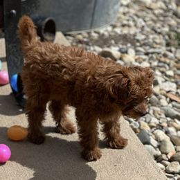 German Shepherd and Goldendoodle All Grown Up from Kraften K9