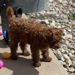 German Shepherd and Goldendoodle All Grown Up from Kraften K9