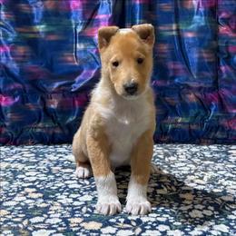 Buccaneer - Sable merle and white male Collie puppy in Dickson, Tennessee from Ceilidh Collies