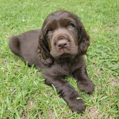 Boykin Spaniel Puppies from Cottonwood Kennel