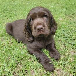 Boykin Spaniel Puppies from Cottonwood Kennel