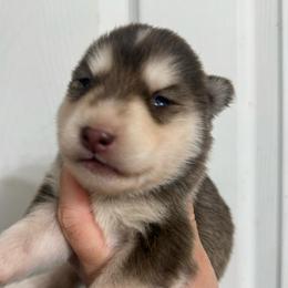 Red boy - Red and white male Siberian Husky puppy in London, Ohio from Rose Trail Siberian’s