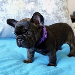 AXLE - Brindle male French Bulldog puppy in Schaumburg, Illinois from A & B French Bulldogs