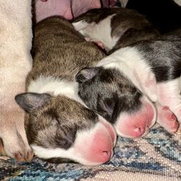 Merry - Brindle and white female Bull Terrier puppy in Springfield, Ohio from Lynn Hill Bull Terriers
