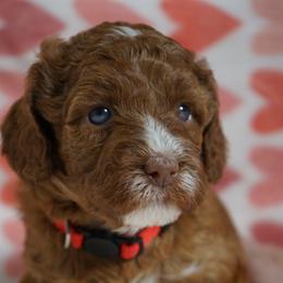 Beth - Red female Australian Labradoodle puppy in Fontana, California from Glory Labradoodle’s