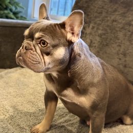 Savannah - French Bulldog