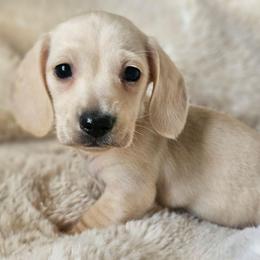 Green collar - Cream male Dachshund puppy in Pasco, Washington from Loyal Lil Dachshunds