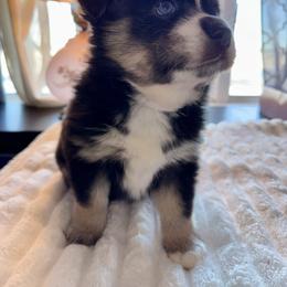 Vernie - Black and white male Pomsky puppy in Wisconsin from Summer's Pomskies