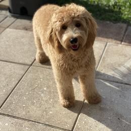 Cavapoo, Goldendoodle, Maltipoo, Morkie, Shihpoo, and Yorkipoo Puppies from Jenny La Bone