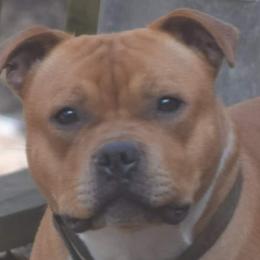 Cole - Staffordshire Bull Terrier