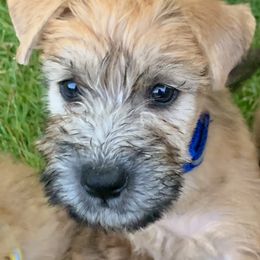 Soft Coated Wheaten Terrier Puppies from Karli Mueller