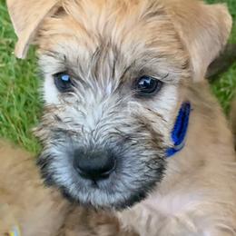 Soft Coated Wheaten Terrier Puppies from Karli Mueller