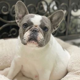 Franchesca - French Bulldog