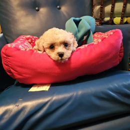Blackie - White and buff male Bichon Frise puppy in Chatham, Illinois from Bichon Frise Partnership