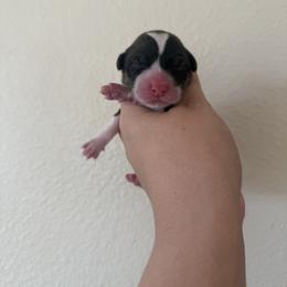 Eevee - White and red female Pembroke Welsh Corgi puppy in Red Bluff, California from Wilder Ranch Corgis