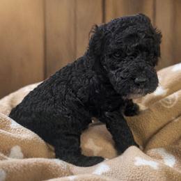 Cash - Black male Goldendoodle puppy in Pittsburg, Texas from Grace Springs Goldendoodles