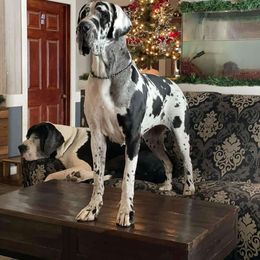 Thursday - Great Dane