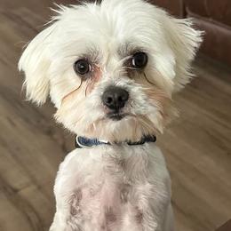 Maltipoos and Poodles from Wright Pups