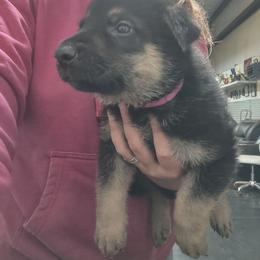 Red collar female - Black and tan female German Shepherd puppy in Gainesville, Georgia from Vom Haus Schair-Finest Working line German Shepherd Puppies