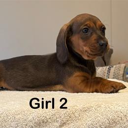 Red Girl 2 - Red female Dachshund puppy in Hickory, Kentucky from NanoDachs