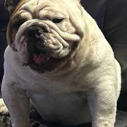 Roscoe - White male Bulldog puppy in Ranger, Texas from Select Bulldogs