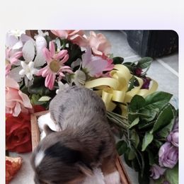 "Otter from our stud " Yorkshire Terrier Puppies from ASA Yorkies