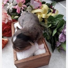 "Otter from our stud " Yorkshire Terrier Puppies from ASA Yorkies