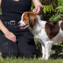 Nederlandse Kooikerhondjes from Dreamscape Kooikerhondjes