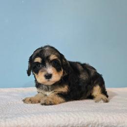 Nova - Merle female Cavapoo puppy in Floyd, Virginia from Hearts and Paws Poodles and Doodles