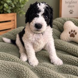 Light Blue - Parti male Labradoodle puppy in Ellenwood, Georgia from Four Paws Down
