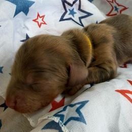 Zeppelin - Dapple male Dachshund puppy in Pulaski, Tennessee from Billboard Doxies