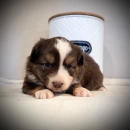 Sasha - Red tri female Miniature Australian Shepherd puppy in North Lakeport, California from Wild Rose Ranch