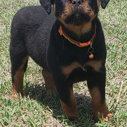 Rottweiler Puppies from Vom Haus Jonas Rottweilers