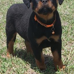 Rottweiler Puppies from Vom Haus Jonas Rottweilers