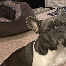 French Bulldogs from Pardon My Frenchies