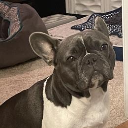 French Bulldogs from Pardon My Frenchies