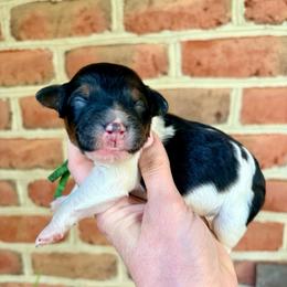 Mustang - Tri-color male Bernedoodle puppy in Denver, Pennsylvania from Greenview Puppies
