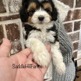 Aussiedoodle and Goldendoodle Puppies from Saddle Hill Farms