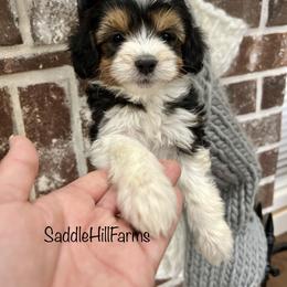 Aussiedoodle and Goldendoodle Puppies from Saddle Hill Farms